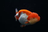 Lionchu  Red White 4 Inch (ID#426R11c-82) Free2Day SHIPPING