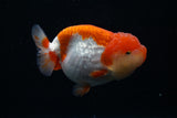 Lionchu  Red White 4 Inch (ID#426R11c-82) Free2Day SHIPPING