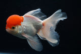 Red Cap Thai Oranda 4-5 Inch (Assorted) Free2Day SHIPPING