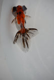 Baby Butterfly  Calico 2.5-3 Inch (Assorted) (Lot7c) Free2Day SHIPPING