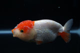 Lionchu  Red White 4 Inch (ID#430R11c-79) Free2Day SHIPPING