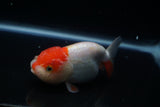Lionchu  Red White 4 Inch (ID#430R11c-79) Free2Day SHIPPING