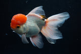 Red Cap Thai Oranda 4-5 Inch (Assorted) Free2Day SHIPPING