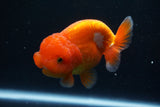 Lionchu  Red White 4 Inch (ID#430R11c-80) Free2Day SHIPPING