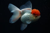 Red Cap Thai Oranda 4-5 Inch (Assorted) Free2Day SHIPPING