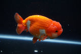 Lionchu  Red White 4.5 Inch (ID#430R11c-82) Free2Day SHIPPING