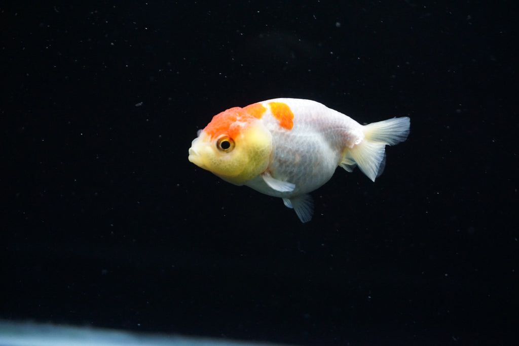 Baby Ranchu  Red White 3 Inch (ID#0209R9b-34) Free2Day SHIPPING