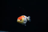 Baby Ranchu  Red White 3 Inch (ID#0209R9b-34) Free2Day SHIPPING