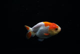 Baby Ranchu  Red White 3 Inch (ID#0209R9b-37) Free2Day SHIPPING