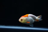 Baby Ranchu  Red White 3 Inch (ID#0209R9b-37) Free2Day SHIPPING