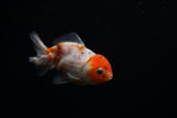 Yuan Bao Oranda  Calico 3.5 Inch (ID#730Yb10b-17) Free2Day SHIPPING