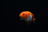 Baby Ranchu  Red White 3 Inch (ID#0213R9b-30) Free2Day SHIPPING
