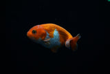 Baby Ranchu  Red White 3 Inch (ID#0213R9b-30) Free2Day SHIPPING