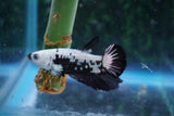 Black   Samurai Plakat Male Betta (ID#510-M715) Free2Day SHIPPING