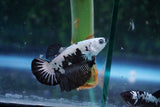 Black   Samurai Plakat Male Betta (ID#510-M715) Free2Day SHIPPING