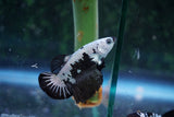 Black   Samurai Plakat Male Betta (ID#510-M715) Free2Day SHIPPING