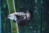 Black   Samurai Plakat Male Betta (ID#510-M715) Free2Day SHIPPING