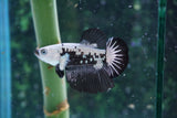 Black   Samurai Plakat Male Betta (ID#510-M715) Free2Day SHIPPING