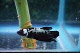 Black   Samurai Plakat Male Betta (ID#510-M716) Free2Day SHIPPING