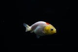 Baby Ranchu  Red White 3 Inch (ID#0213R9b-33) Free2Day SHIPPING