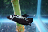 Black   Samurai Plakat Male Betta (ID#510-M716) Free2Day SHIPPING