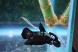 Black   Samurai Plakat Male Betta (ID#510-M716) Free2Day SHIPPING