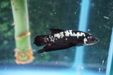 Black   Samurai Plakat Male Betta (ID#510-M716) Free2Day SHIPPING