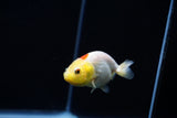 Baby Ranchu  Red White 3 Inch (ID#0213R9b-33) Free2Day SHIPPING