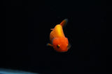 Baby Ranchu  Red White 3 Inch (ID#0213R9b-35) Free2Day SHIPPING
