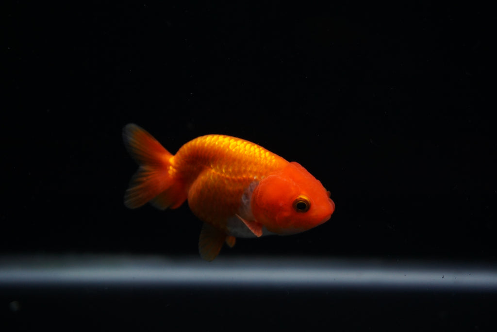 Baby Ranchu  Red White 3 Inch (ID#0213R9b-35) Free2Day SHIPPING