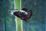 Black   Samurai Plakat Male Betta (ID#510-M718) Free2Day SHIPPING