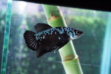 Black   Samurai Plakat Male Betta (ID#510-M718) Free2Day SHIPPING