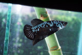 Black   Samurai Plakat Male Betta (ID#510-M718) Free2Day SHIPPING