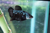 Black   Samurai Plakat Male Betta (ID#510-M718) Free2Day SHIPPING