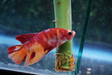 Nemo Galaxy  Koi Plakat Male Betta (ID#510-M719) Free2Day SHIPPING