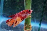 Nemo Galaxy  Koi Plakat Male Betta (ID#510-M719) Free2Day SHIPPING