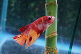 Nemo Galaxy  Koi Plakat Male Betta (ID#510-M719) Free2Day SHIPPING