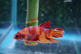 Nemo Galaxy  Koi Plakat Male Betta (ID#510-M719) Free2Day SHIPPING