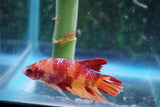 Nemo Galaxy  Koi Plakat Male Betta (ID#510-M719) Free2Day SHIPPING