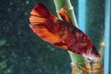 Nemo Galaxy  Koi Plakat Male Betta (ID#510-M720) Free2Day SHIPPING