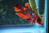 Nemo Galaxy  Koi Plakat Male Betta (ID#510-M720) Free2Day SHIPPING