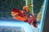 Nemo Galaxy  Koi Plakat Male Betta (ID#510-M720) Free2Day SHIPPING