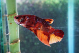 Nemo Galaxy  Koi Plakat Male Betta (ID#510-M720) Free2Day SHIPPING