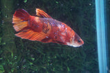 Nemo Galaxy  Koi Plakat Male Betta (ID#510-M720) Free2Day SHIPPING