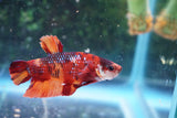 Nemo Galaxy  Koi Plakat Male Betta (ID#510-M720) Free2Day SHIPPING