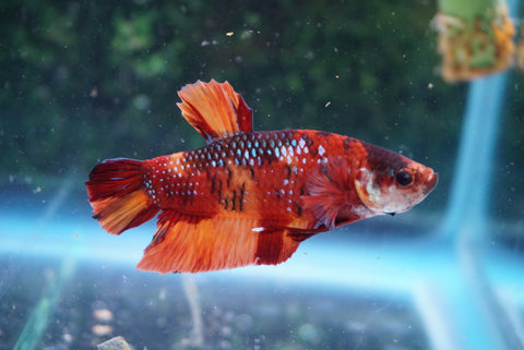 Betta Male – King Koi and Goldfish