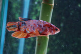 Nemo Koi  Candy Plakat Male Betta (ID#510-M721) Free2Day SHIPPING