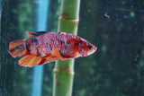 Nemo Koi  Candy Plakat Male Betta (ID#510-M721) Free2Day SHIPPING