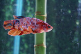 Nemo Koi  Candy Plakat Male Betta (ID#510-M721) Free2Day SHIPPING