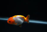 Baby Ranchu  Red White 3 Inch (ID#0213R9b-38) Free2Day SHIPPING